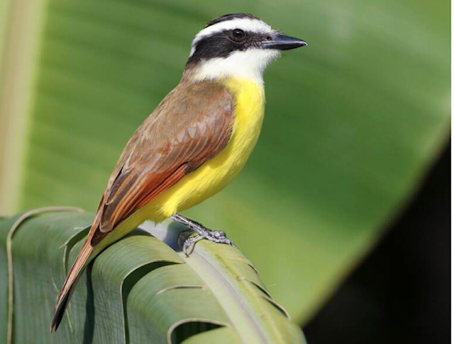The Birds (by Cindy) – Remember, it's an adventure.